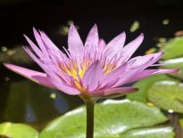 Flor de lótus — Casa das Rendas Spa